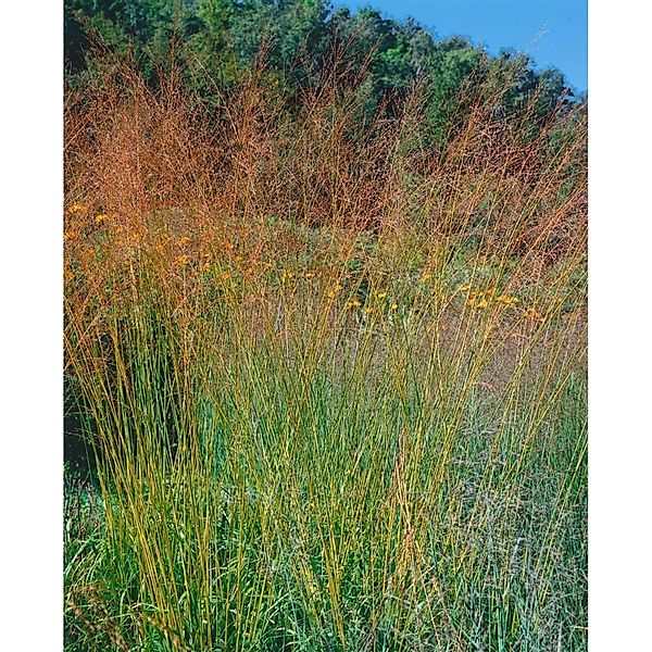 Molinia Arundinacea Pfeifengras Ca. 11x11 cm Topf günstig online kaufen