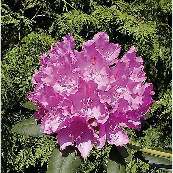 Großblumige Rhododendron Englisch Roseum 25-30cm - Alpenrose günstig online kaufen