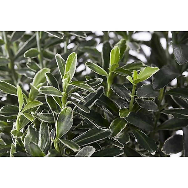 Euonymus Japonicus Microphyllus Variegata Buntlaubig Ca. 9x9 cm Topf günstig online kaufen