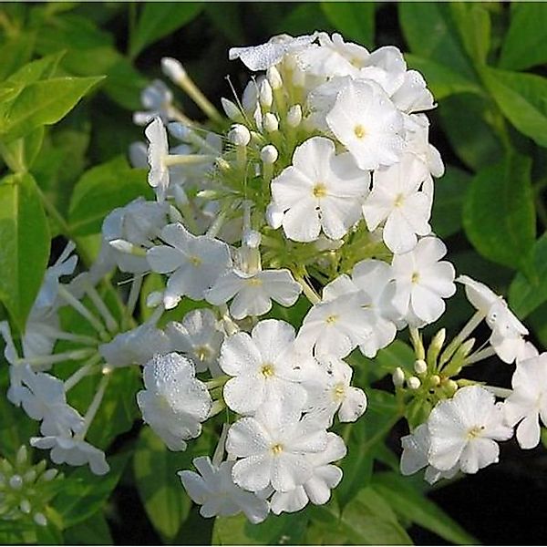 Hohe Flammenblume Fujiyama - Phlox Paniculata günstig online kaufen