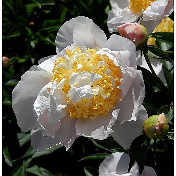 Edelpfingstrose Moon of Nippon - Paeonia,actiflora günstig online kaufen
