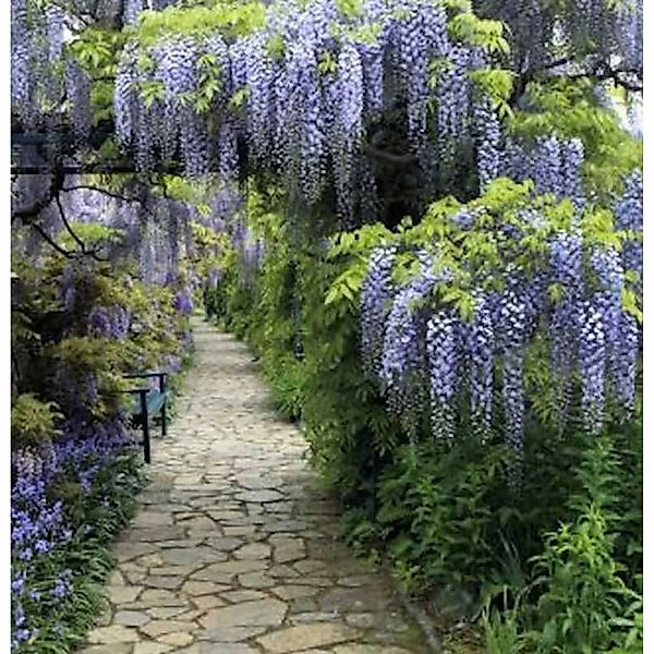 Blauregen Domino 40-60cm - Wisteria floribunda günstig online kaufen