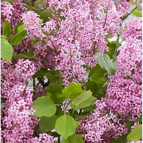 Hochstamm Zwergflieder FlowerfestaPink 60-80cm - Syringa vulgaris günstig online kaufen