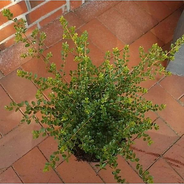 Breite Berg Ilex Shogun 20-25cm - Ilex crenata günstig online kaufen