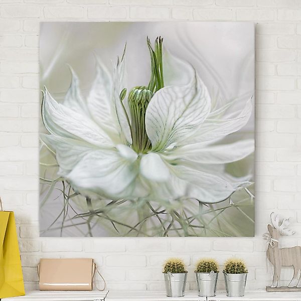 Leinwandbild Blumen - Quadrat Weiße Nigella günstig online kaufen