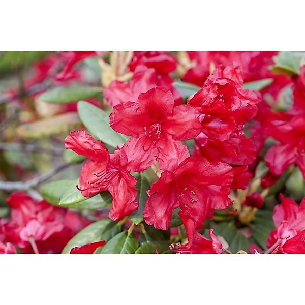 Rhododendron Yakusimanum Bohlkens Roter Stern Rot 30–40 cm günstig online kaufen
