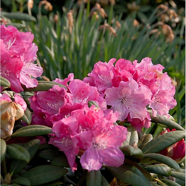 INKARHO - Rhododendron Frühlingsanfang 25-30cm - Alpenrose günstig online kaufen