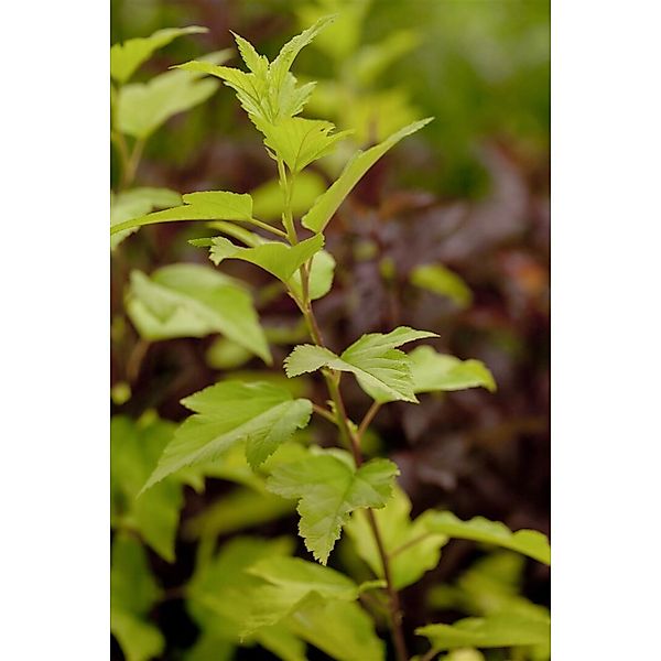 Physocarpus Opulifolius Angel Gold Blasenspiere Goldgelb 40–60 cm günstig online kaufen