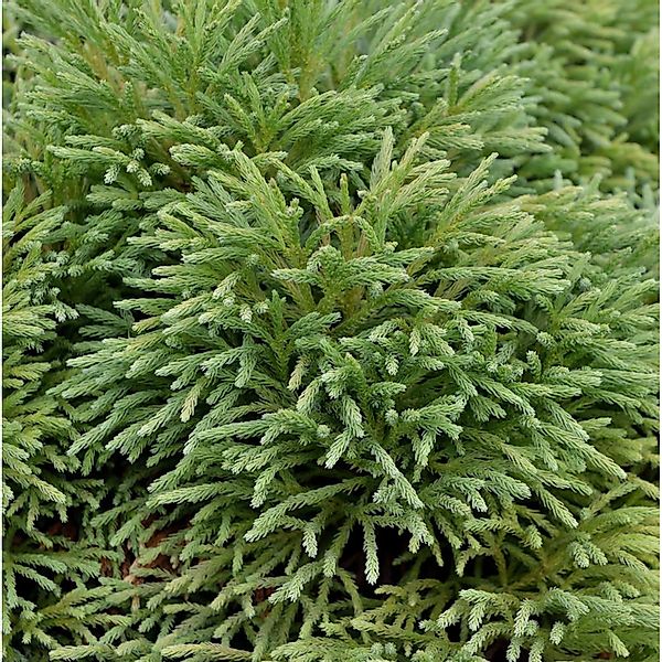 Japanische Sicheltanne Dinger 15-20cm - Cryptomeria japonica günstig online kaufen