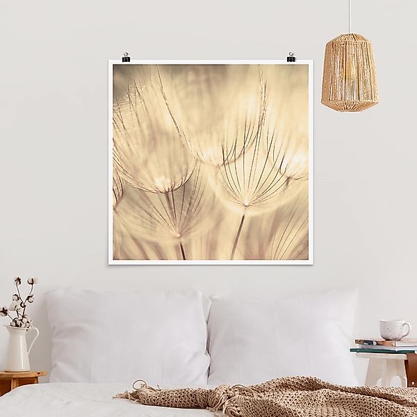 Poster - Quadrat Pusteblumen Nahaufnahme in wohnlicher Sepia Tönung günstig online kaufen