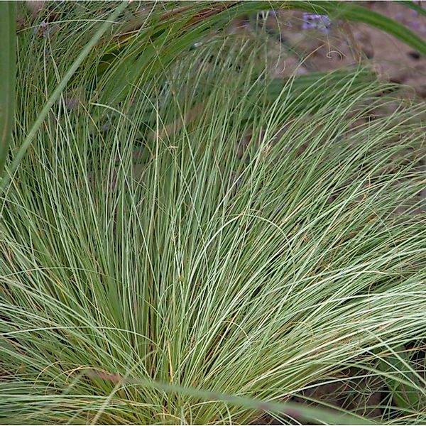 Garten-Segge Phoenix Green - großer Topf - Carex comans günstig online kaufen