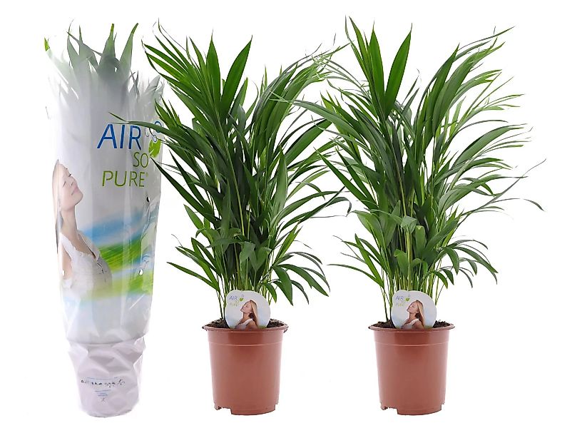 Perfect Plant | 2er Set Areca Lutescens Luftreinigende Palmen günstig online kaufen