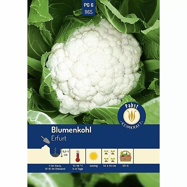 Pabst Keimkraft Blumenkohl Früh & Ertragreich Erfurt Saatgut günstig online kaufen