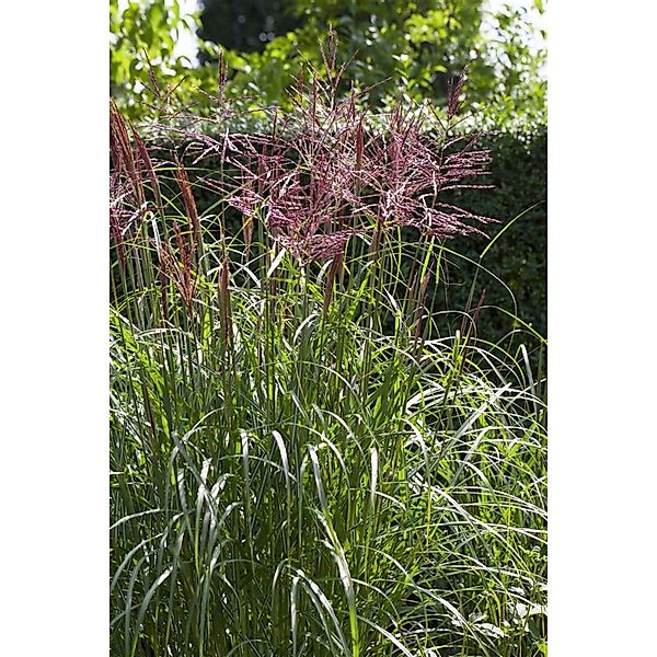 Miscanthus Sinensis Nippon Chinaschilf 3-5 Liter Container günstig online kaufen