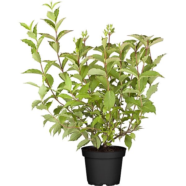 OBI Weigelie Marjorie Topf ca. 3,5 l Weigelia florida günstig online kaufen