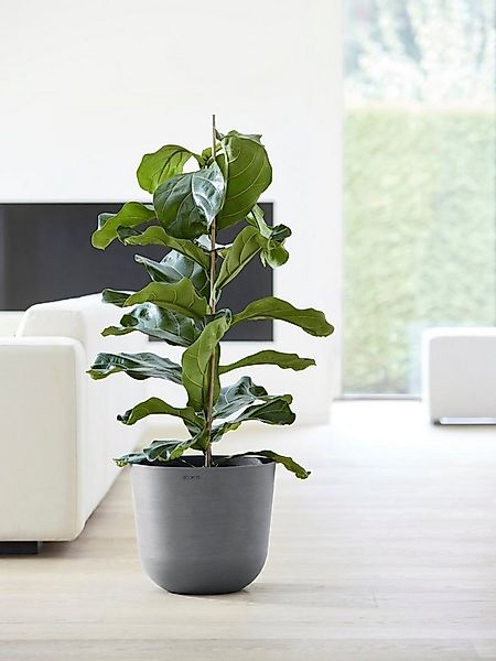 ECOPOTS Blumentopf Oslo 35 Grau, für innen und außen: frostsicher, bruchsic günstig online kaufen