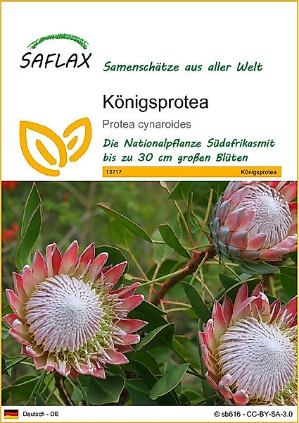 SAFLAX Blumensamen SAFLAX - Samen - Königsprotea günstig online kaufen