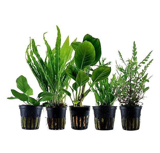 Aquaone Wasserpflanze Pflanzen Set mit 5 Aufsitzer Aquariumpflanzen Nr.217 günstig online kaufen