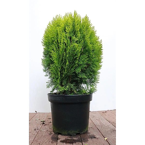 Thuja orientalis 'Aurea Nana' 40-50 cm günstig online kaufen