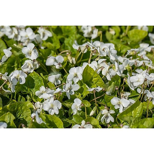 Viola Sororia Albiflora Ca. 9x9 cm Topf günstig online kaufen