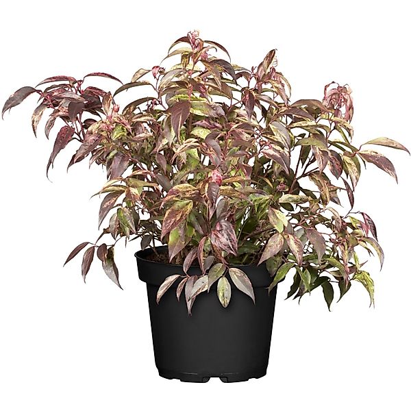 OBI Traubenheide Rainbow Höhe ca. 5 - 10 cm Topf ca. 2, Leucothoe günstig online kaufen