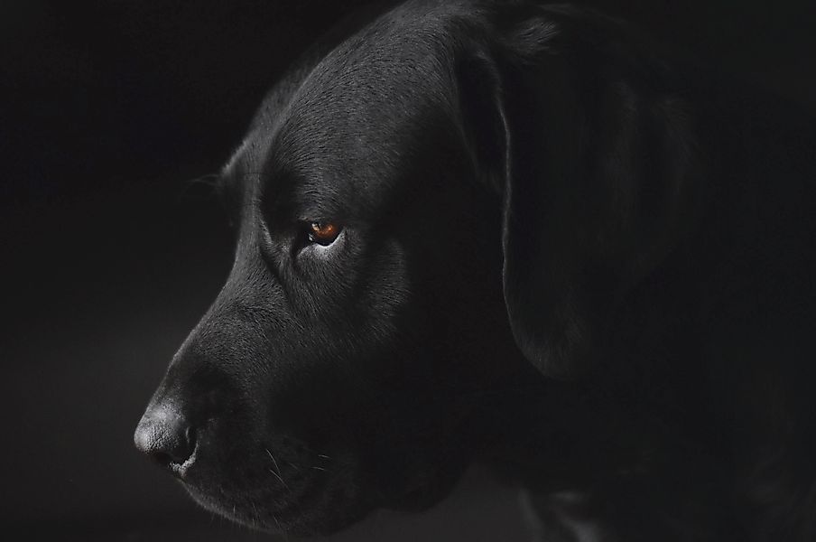 Wandkraft | Wanddekoration Labrador günstig online kaufen