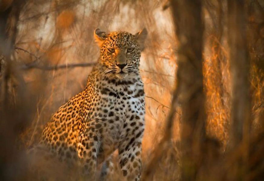 Papermoon Fototapete »Leopard in Wald« günstig online kaufen