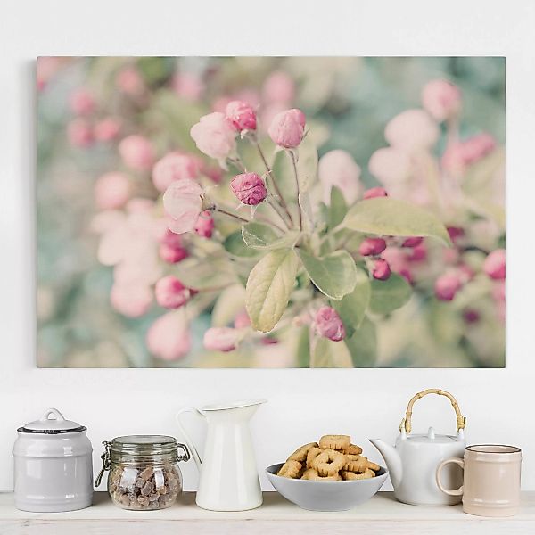 Leinwandbild Apfelblüte Bokeh rosa günstig online kaufen