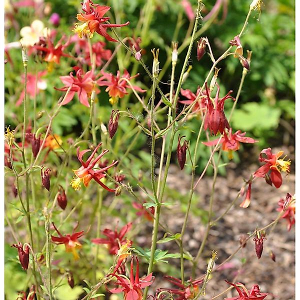 Akelei Red Hobbit - Aquilegia caerulea günstig online kaufen