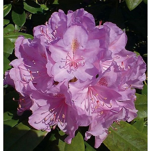 Großblumige Rhododendron Catawbiense Boursault 60-70cm - Alpenrose günstig online kaufen