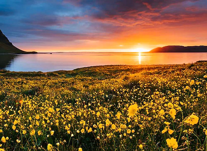 Papermoon Fototapete »Flower Field Kirkjufell Iceland« glatt günstig online kaufen