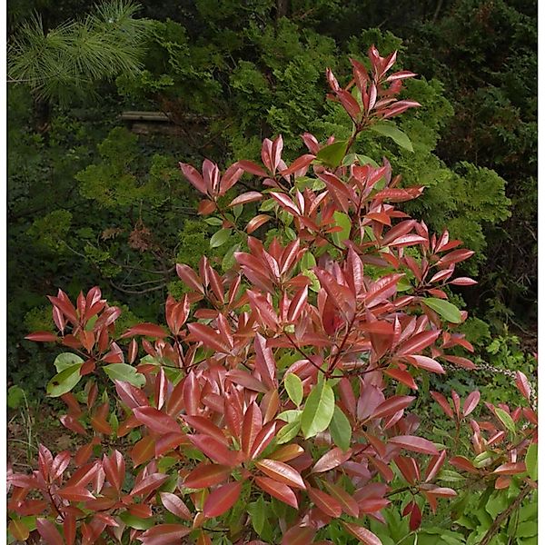 Glanzmispel Little Fenna 30-40cm - Photinia fraseri günstig online kaufen