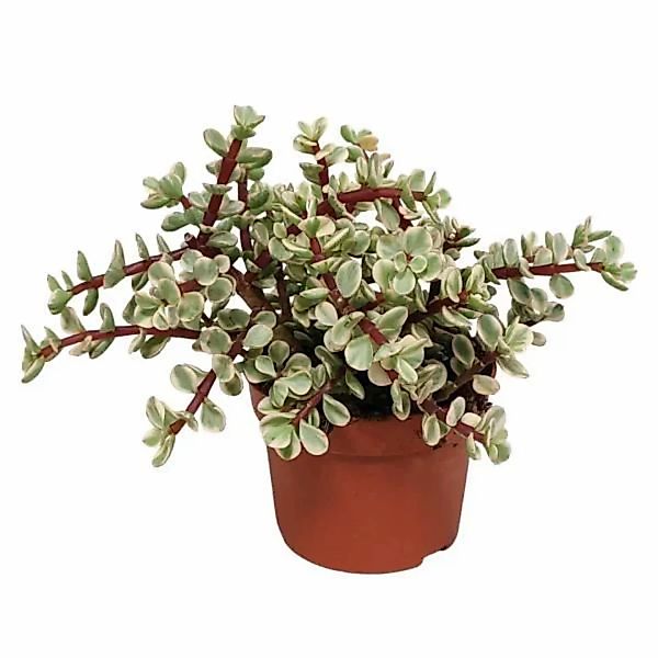 Casa Caron | Sukkulente Variegata günstig online kaufen