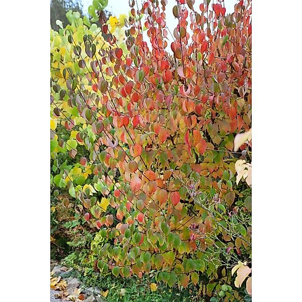 Cornus Officinalis Robins Pride Japanischer Hartriegel 60–100 cm günstig online kaufen