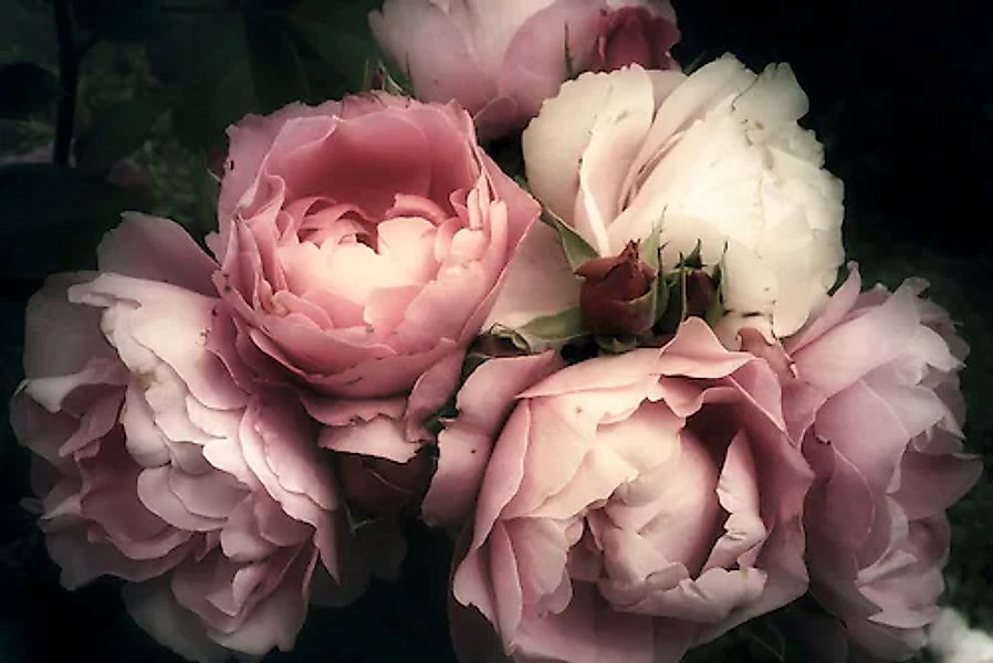 A.S. Création Vliestapete »Fototapete Vintage-Rosen Rosa Dunkel Vliestapete günstig online kaufen