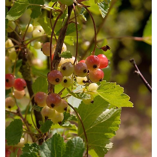 Rote Johannisbeere Rolan 30-40cm - Ribes rubrum günstig online kaufen