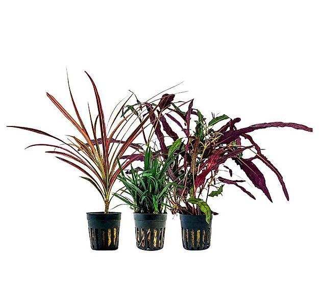 Aquaone Wasserpflanze Pflanzen Set mit 3 Terrarienpflanzen Nr.277 günstig online kaufen