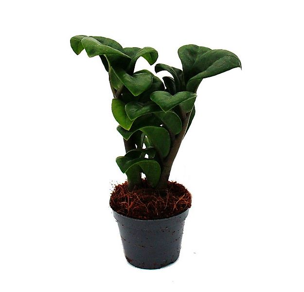 Exotenherz Zimmerpflanze Mini-Pflanze Zamio Palme Zamioculcas zamiifolia Gl günstig online kaufen