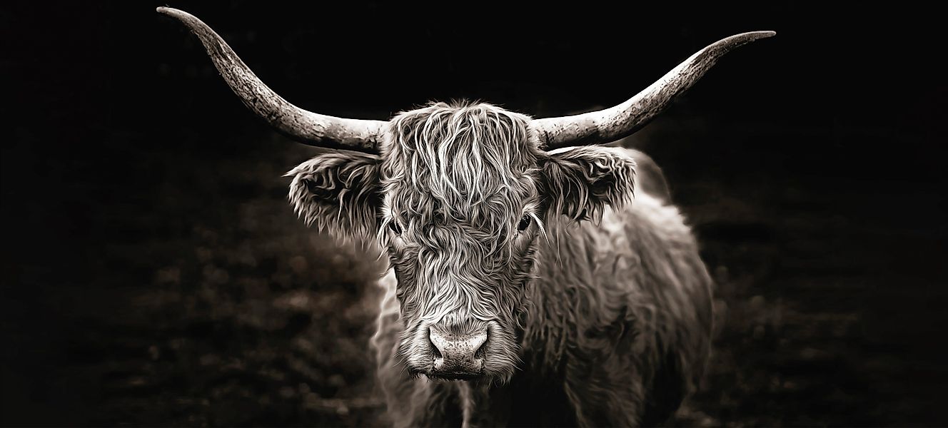 Bönninghoff "Hochlandrind" Kuhbilder 1 tlg. BxH: 200x90 cm günstig online kaufen