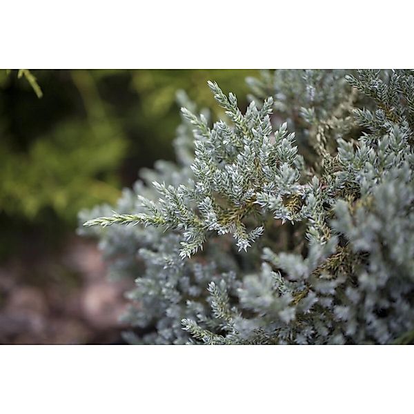 Juniperus Virginiana Glauca Virginischer Wacholder Blaugrün 50–60 cm günstig online kaufen