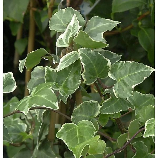 Efeu Glacier 125-150cm - Hedera helix günstig online kaufen