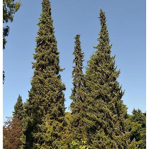 Serbische Fichte 80-100cm - Picea omorika günstig online kaufen