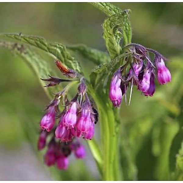 Echter Beinwell Rosa - Symphytum officinale günstig online kaufen