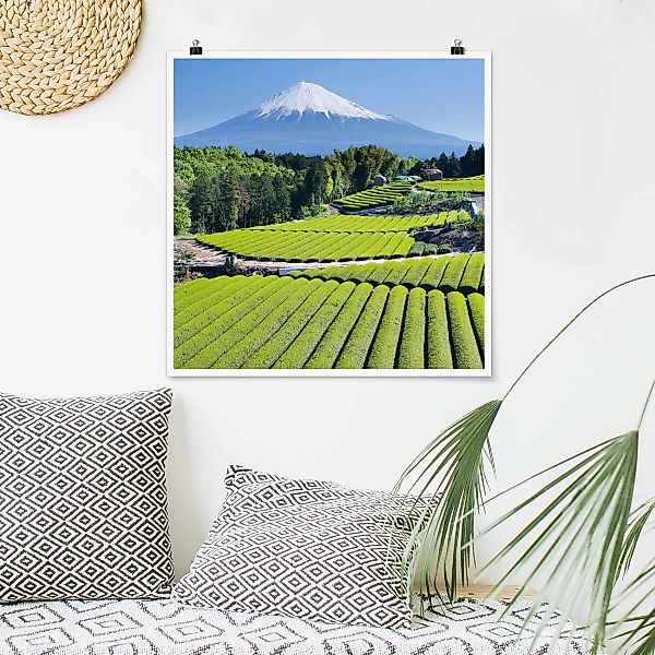 Poster Natur & Landschaft - Quadrat Teefelder vor dem Fuji günstig online kaufen