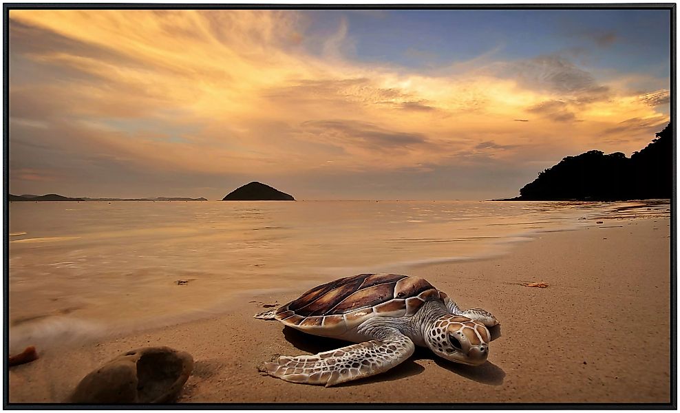 Papermoon Infrarotheizung »Schildkröte am Strand«, sehr angenehme Strahlung günstig online kaufen