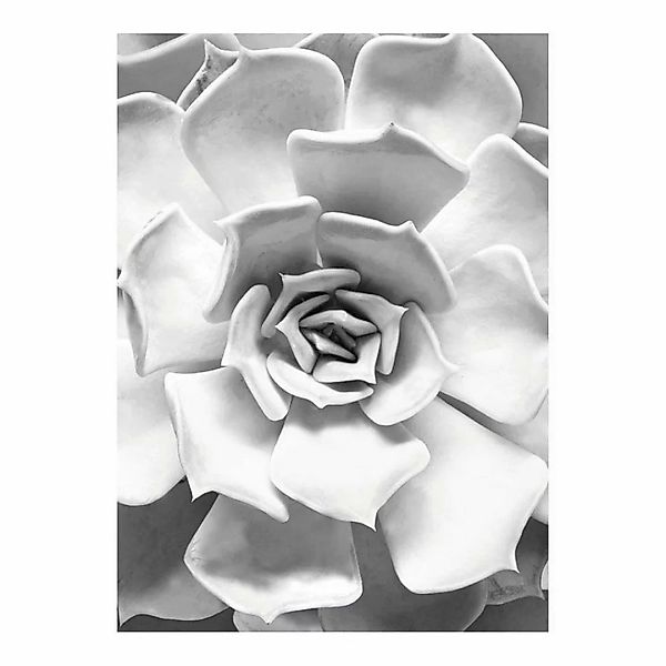 Komar Poster Succulent Closeup Pflanzen B/L: ca. 30x40 cm günstig online kaufen