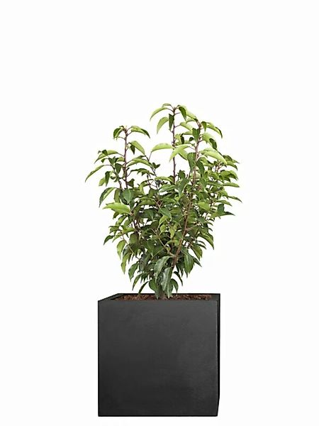Kirschlorbeer (Prunus lusitanica) \"Angustifolia\" 50 cm günstig online kaufen