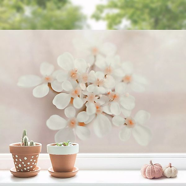 Fensterfolie Miniblüten im Rosanen Licht günstig online kaufen