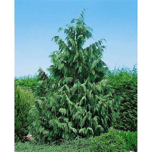 Chamaecyparis Nootkatensis Glauca Nootka-Scheinzypresse 125–150 cm günstig online kaufen
