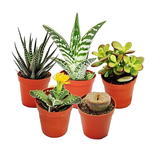 Exotenherz Kaktus 5 verschiedene Sukkulenten 5,5cm Topf im Set günstig online kaufen